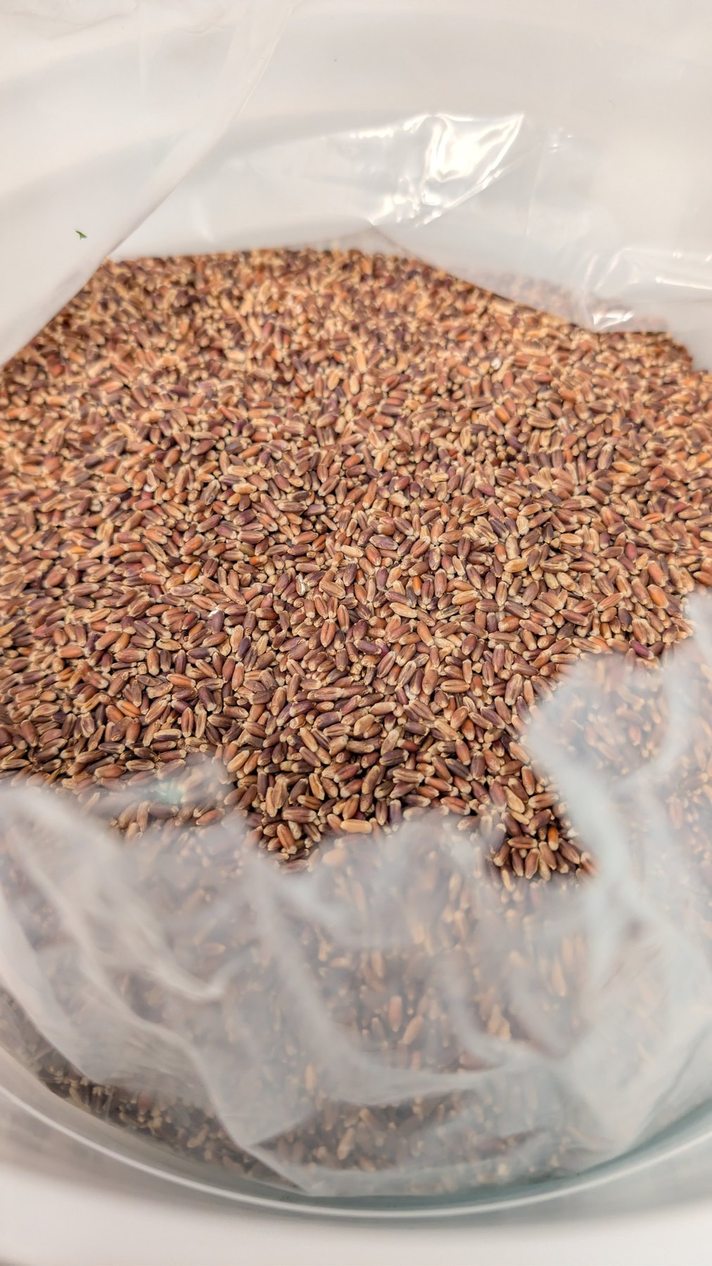 Close view of whole purple wheat berries